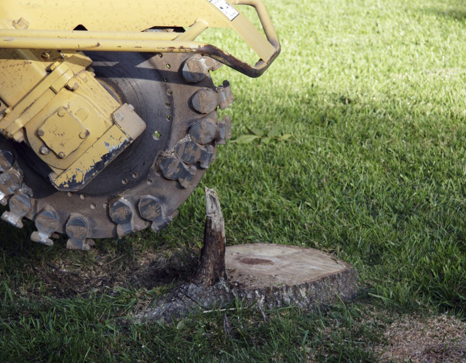 Affordable Land Clearing In West Bloomfield MI | Big Guys Tree Service - tree_stump_grinding