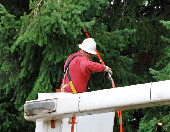 Tree Trimming Services White Lake MI | Big Guys Tree Service - iStock_000016548621_Small