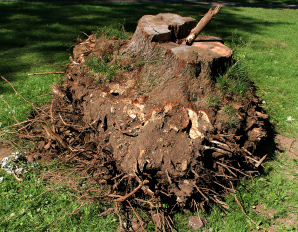 Tree Removal White Lake Michigan | Big Guys Tree Service - uprooted_iStock_000000713978XSmall